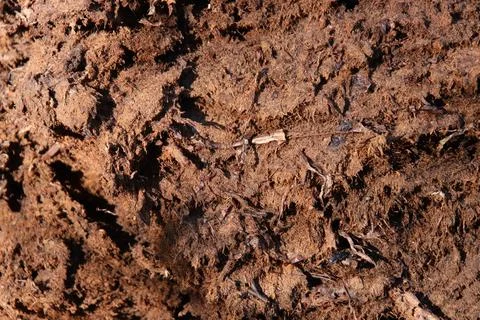 Loose soil texture. Dirt backdrop. Ground background. Foto stock