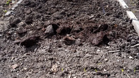 Loosen the dry soil with a hoe Stock Footage 92004704