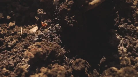 Loosen the soil Stock Footage 141766289