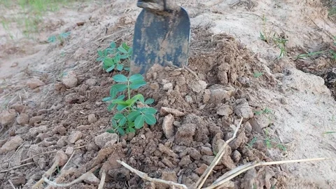 Loosening dirt for peanut crop using a hoe Stock-Footage 337082615