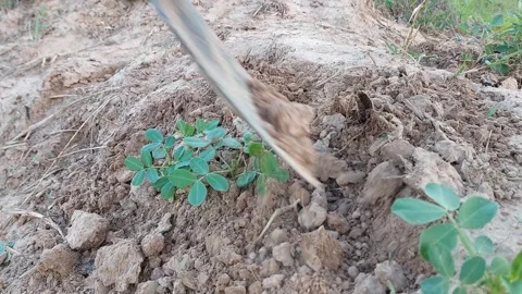 Loosening dirt for peanut crop using a hoe 動画素材 337082647