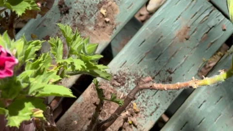 Loosening a rootbound pelargonium plant Stock Footage 242513595