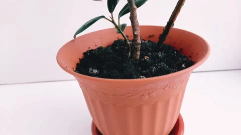 Loosening the soil in a pot Stock Footage 167017945