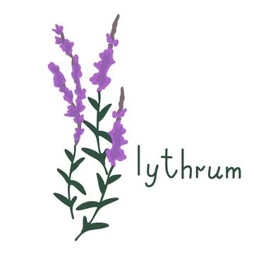 Loosestrife vector illustration Illustrazione stock