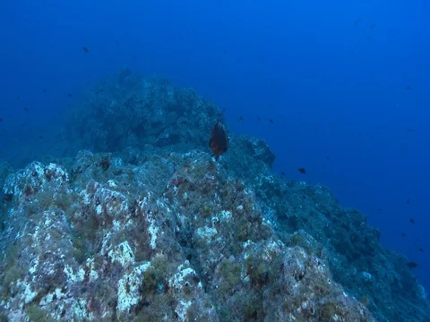 Loosetooth parrotfish feeding on oceanic volcanic rocky reef, Nicholsina 库存影片 82585493