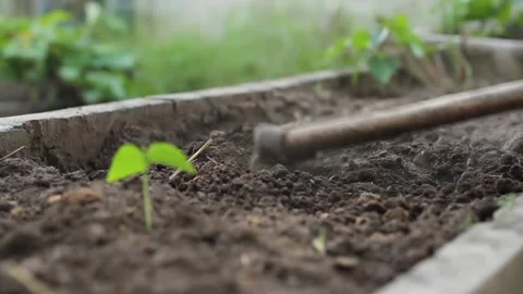 Loosing soil by hoe Stock Footage 163016844