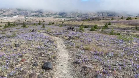 Loowit Trail Mount Saint Helens Blast Zone wildflowers Stock Footage 329453523