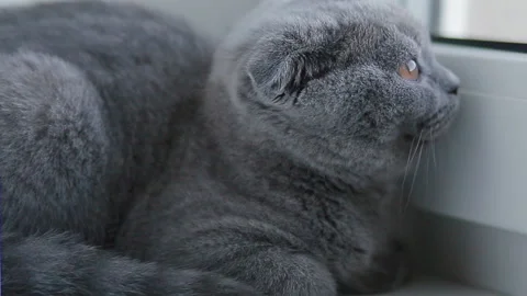 Lop-eared british kitten lying n the windowsill Stock Footage 125050889