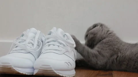 Lop-eared british kitten playing with shoelaces Stock Footage 119603395