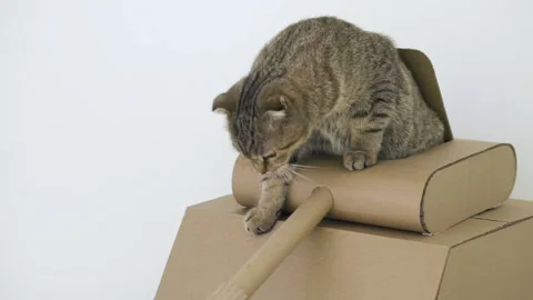 A lop-eared cat gets out of the cardboard tank Stock Footage 143472641