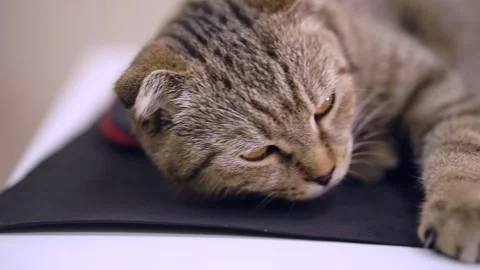 A lop-eared cat lies on the table next to the mouse. Stock Footage 143471058