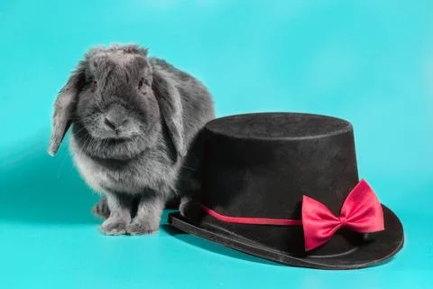 Lop-eared dwarf rabbit next to a black cylinder hat on a turquoise background Foto stock