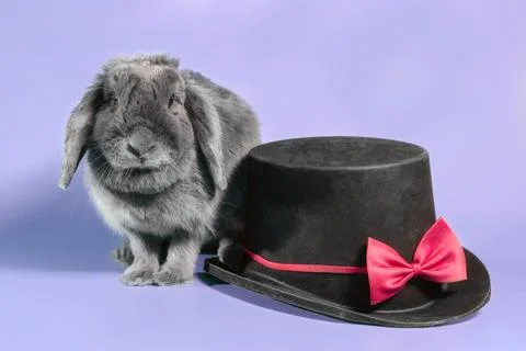 Lop-eared dwarf rabbit next to a black cylinder hat on a violet background Stock Photos