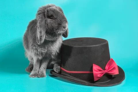 Lop-eared dwarf rabbit next to a black cylinder hat on a turquoise background Stock-Fotos