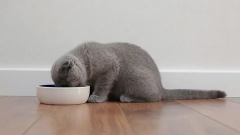 Lop-eared gray british kitten eating from the ceramic bowl Stock Footage 108716611