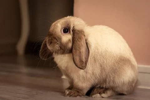 Lop-eared light brown rabbit in a room, indoors, fluffy pet Stock Photos