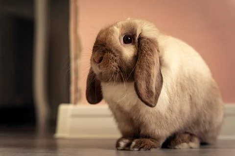 Lop-eared light brown rabbit in a room, indoors, fluffy pet Stock Photos