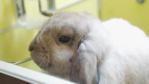 A lop-eared rabbit is eating grass  at a pet store Stock Footage 162571108