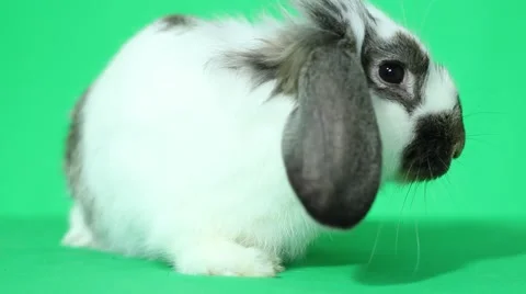 Lop-eared rabbit Stock Footage 44893056
