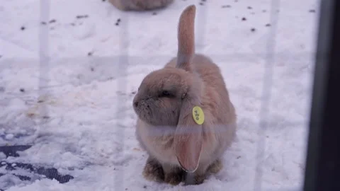 Lop Eared Rabbit with One Ear Up Sitting on Snow Stock Footage 327459251