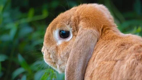 Lop-Eared Rabbit Stock Photos
