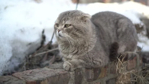 Lop-eared Scottish gray cat lies on the street against a background of snow Stock Footage 152053247