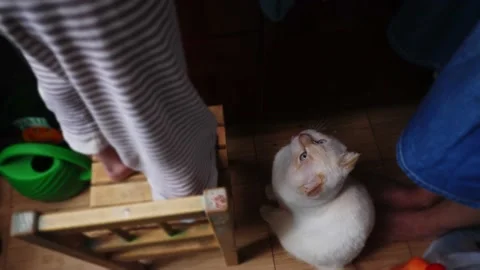 Lop-eared white cat sits on the kitchen floor among people's feet. 스톡 동영상 237737027