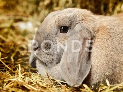 Lop-earred rabbit Stock Photos