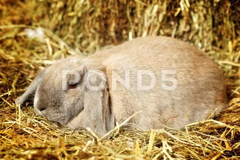 Lop-earred rabbit Stock Photos