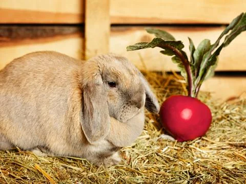 Lop-earred rabbit Stock Photos