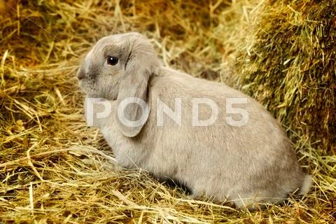 Lop-earred rabbit Stock Photos