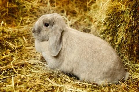 Lop-earred rabbit Stock Photos