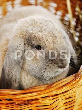 Lop-earred rabbit Stock Photos