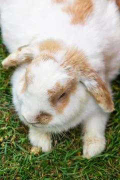 Lop earred rabbit Stock Photos