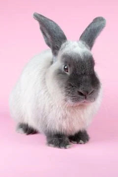Lop Rabbit on Isolated Background Stock Photos