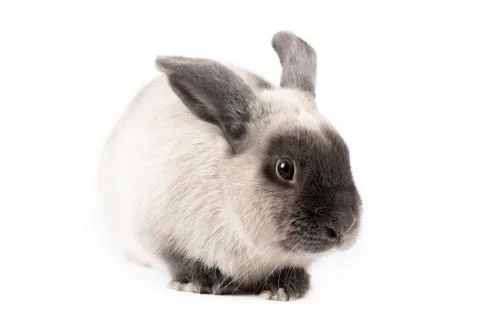 Lop Rabbit on Isolated Background Stock Photos