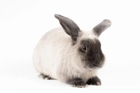 Lop Rabbit on Isolated Background Stock Photos