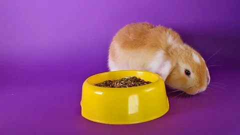 Lop rabbit kit eating rabbit food. Yellow bowl purple background. Stock Footage 94349538