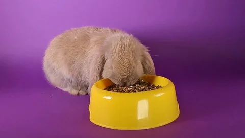 Lop rabbit kit eating rabbit food. Yellow bowl purple background. Stock Footage 94349865