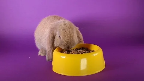 Lop rabbit kit eating rabbit food. Yellow bowl purple background. Stock Footage 94350284