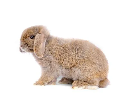 Lop rabbit on white background Stock Photos