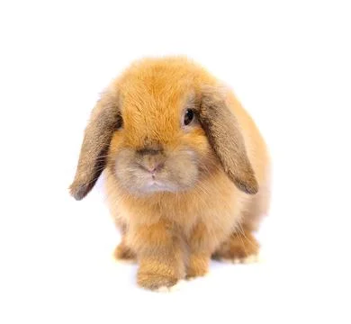 Lop rabbit on white background Stock Photos