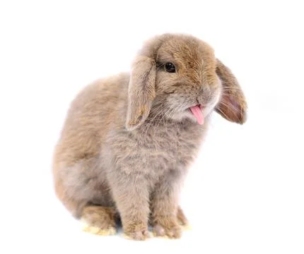 Lop rabbit on white background Stock Photos