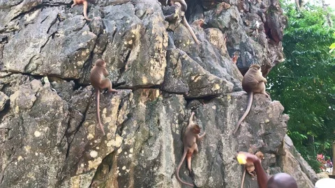 Lopburi is heaven of macaque monkeys resting on the cliff eating Stock Footage 125525762