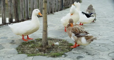 Lopota Ducks 4 Stock Footage 255147677