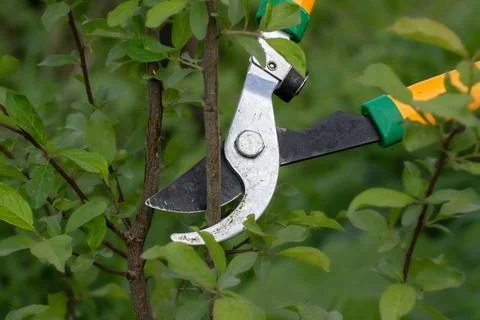 Lopper close-up.Garden tool for pruning branches with long handles. Stock Photos