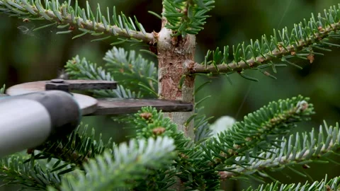 Loppers cutting a small spruce branch during autumn pruning. Garden work. Stock-Footage 342556427