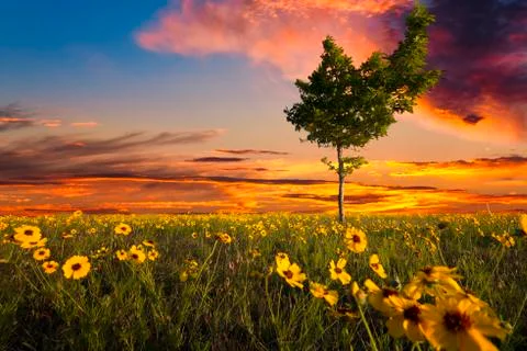 Lopsided Tree in a Sunflower Field Stock Photos