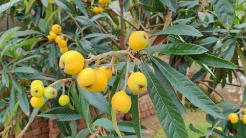 Loquat fruit Stock Footage 275627493
