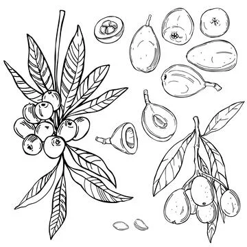 Loquat fruit.  Vector  illustration. Stock Illustration